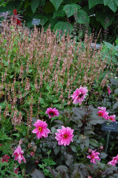 2013-09-13 07.47.08 rhs wisley