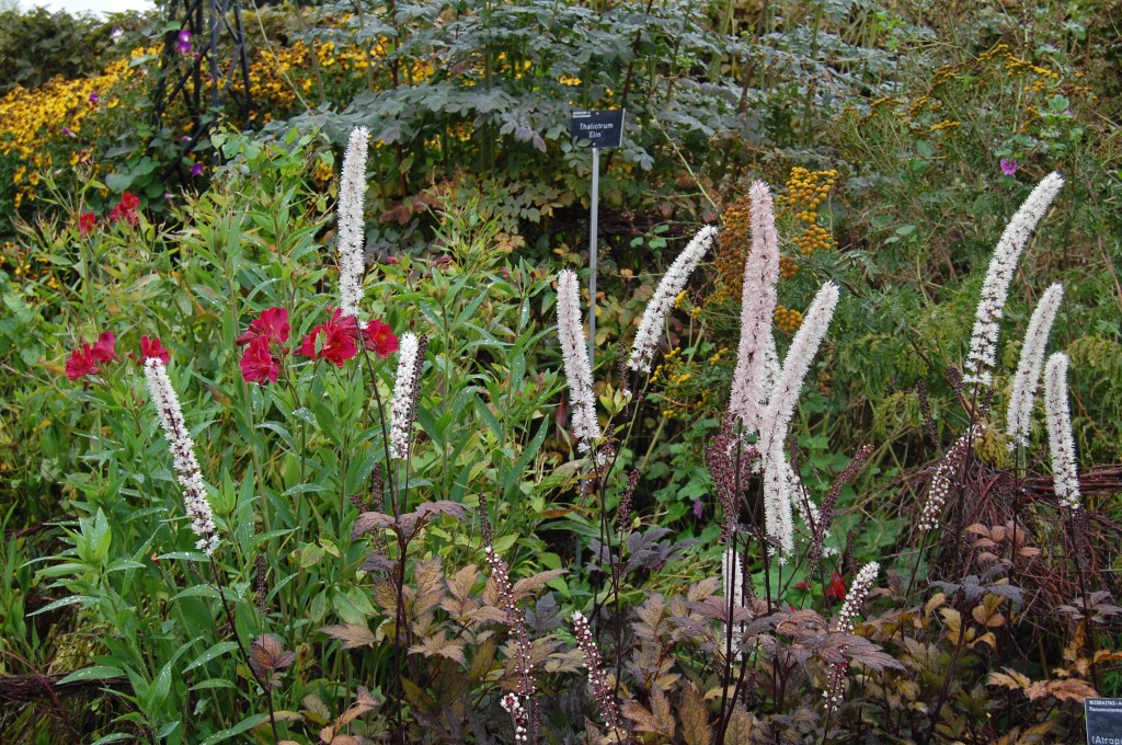 2013-09-13 07.54.06 rhs wisley mixed borders