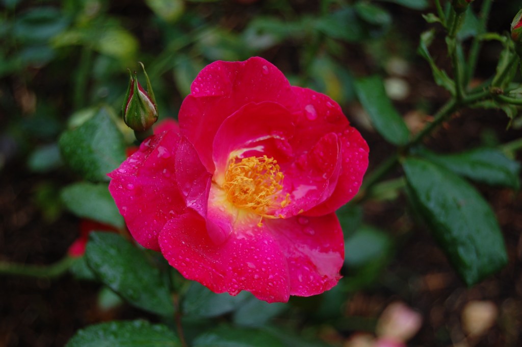 2013-09-13 08.14.32 rhs wisley rose garden