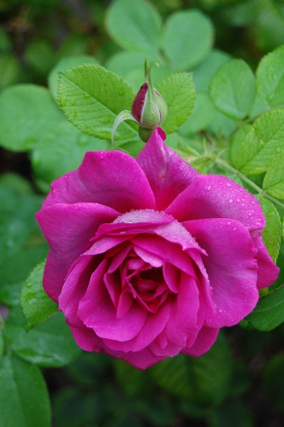 2013-09-13 08.14.49 rhs wisley rose garden