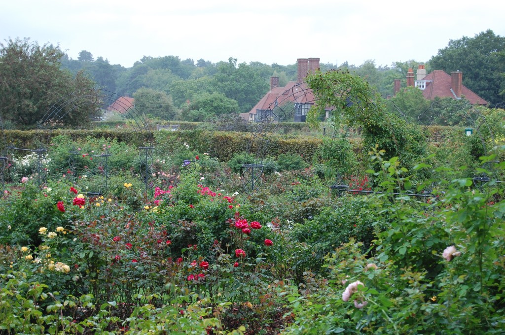 2013-09-13 08.15.09 rhs wisley rose garden