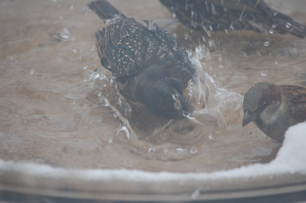 Starlings taking a bath