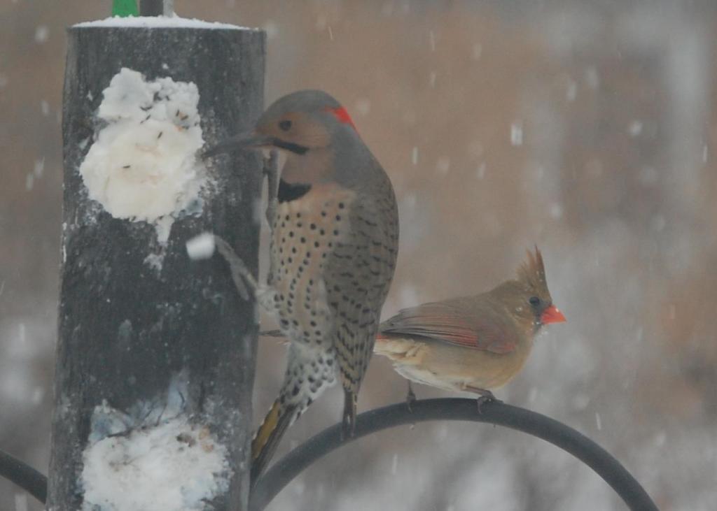 Northern flicker and female cardinal.