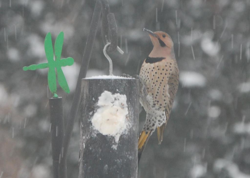 Northern flicker