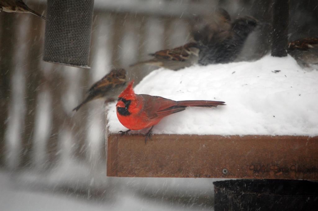 Cardinal waiting for me to bring out more sunflower seeds.