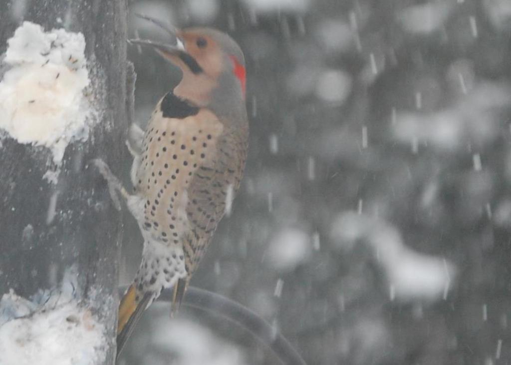 Northern Flicker