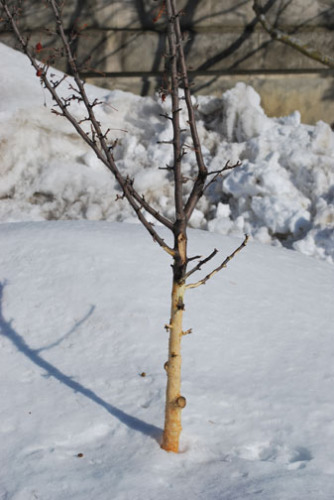 Rabbit damage of a young tree. Photo from Iowa State University (ipm.iastate.edu).