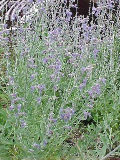 Russian Sage 