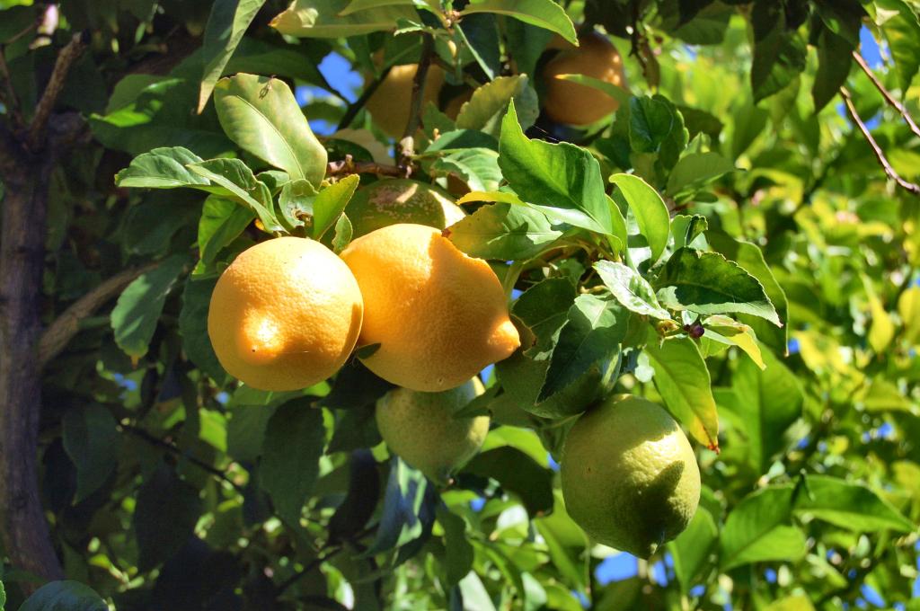 testa vought lemon tree