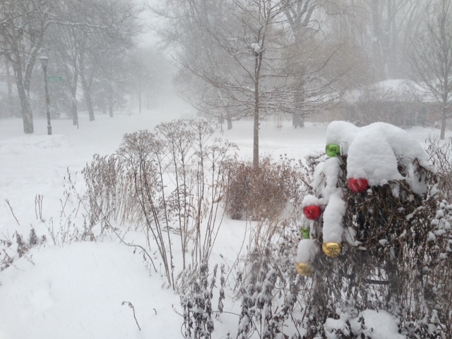 Everything looks better with fresh snow, even holiday baubles stuck in dead morning glory vines.