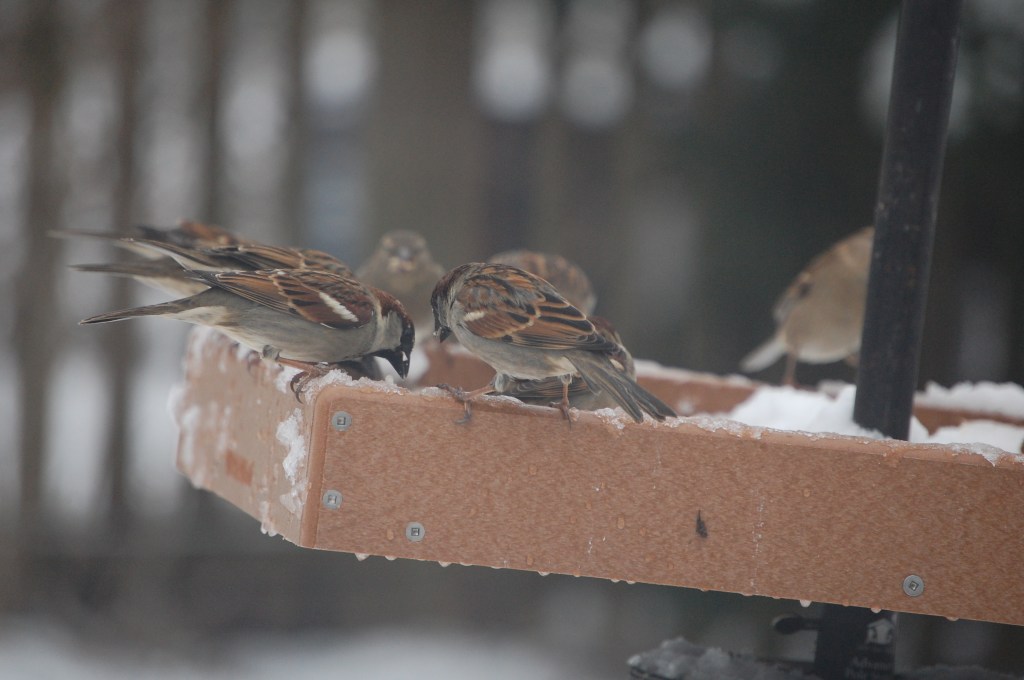 English Sparrows, gobbling everything off teh platform feeder.