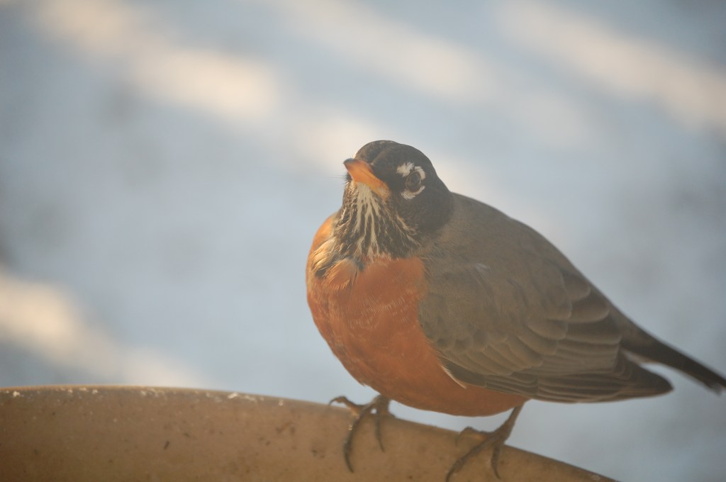 American Robin