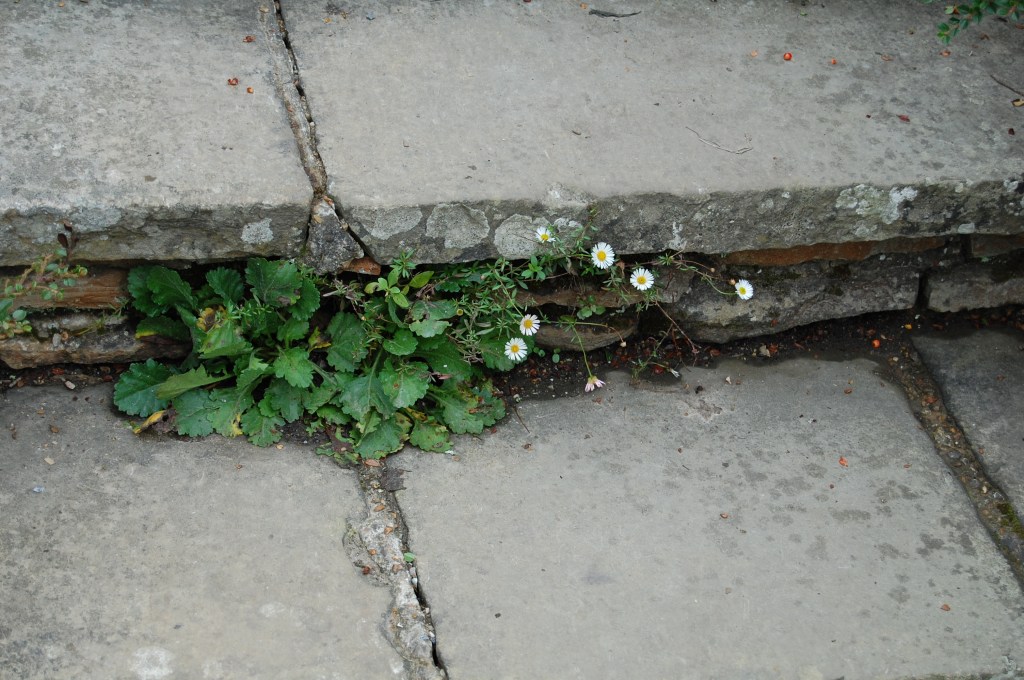 2013-09-14 07.09.22 great dixter