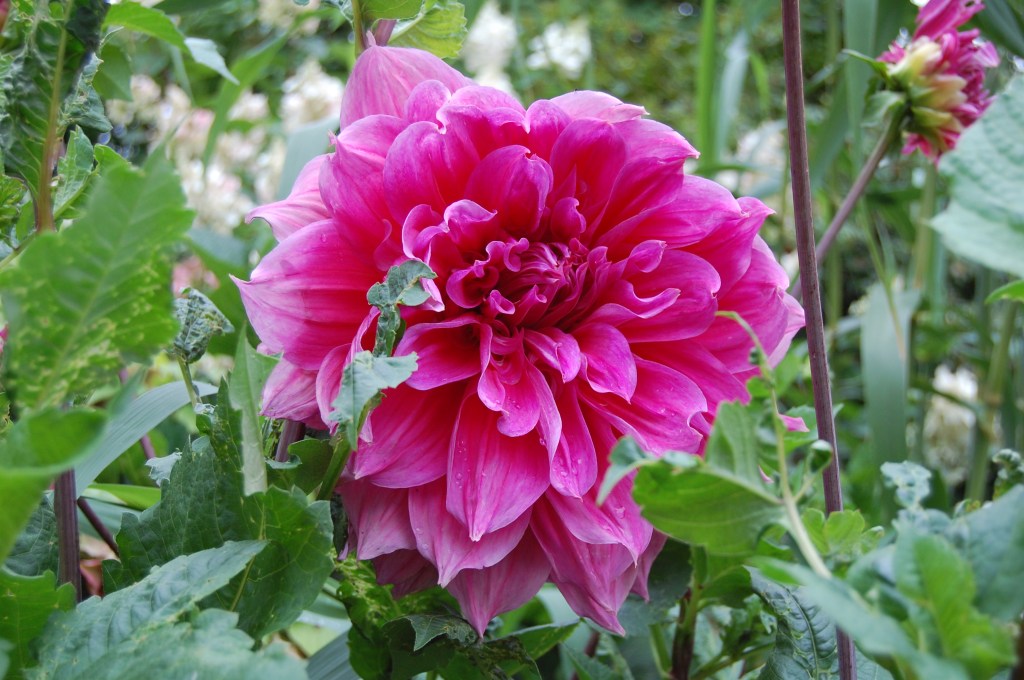 2013-09-14 07.16.20 great dixter dahlia