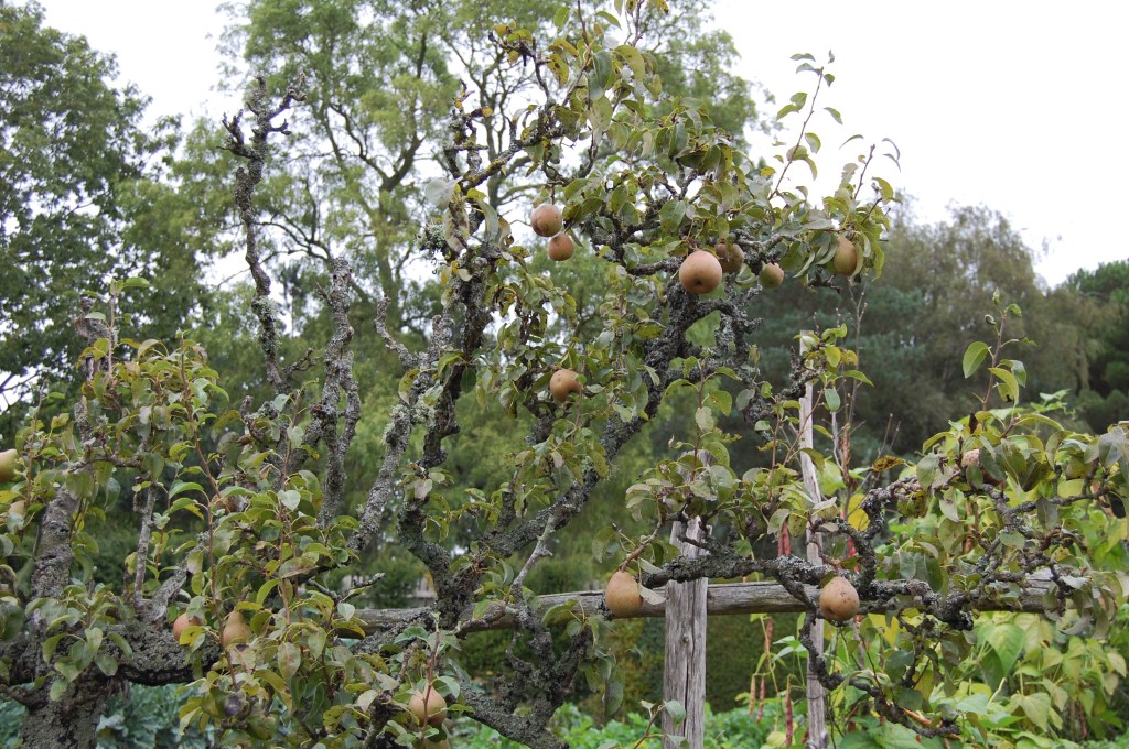 2013-09-14 07.39.36 great dixter