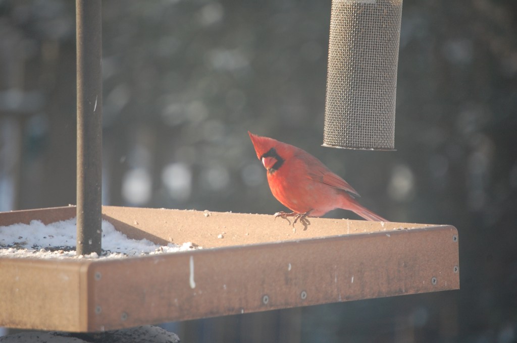 Northern Cardinals, dashing yet dignified