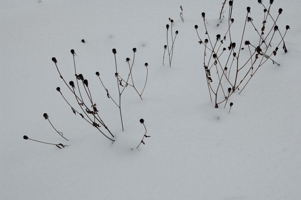 2014-02-08 13.40.49 orange coneflower in winter