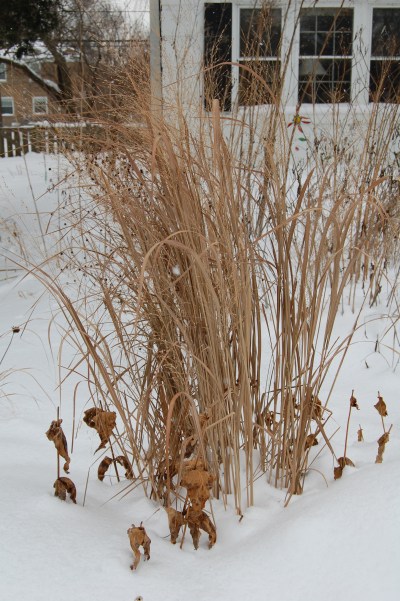 Switchgrass 'Northwind'