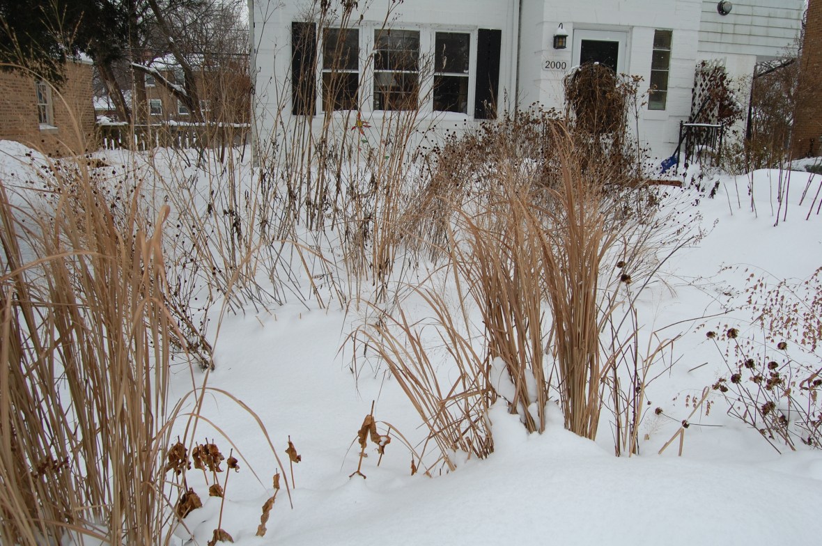 2014-02-08 13.43.42 front garden in winter.
