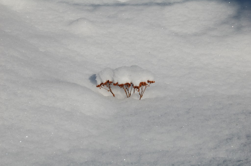 2014-02-09 12.21.57 sedum in winter