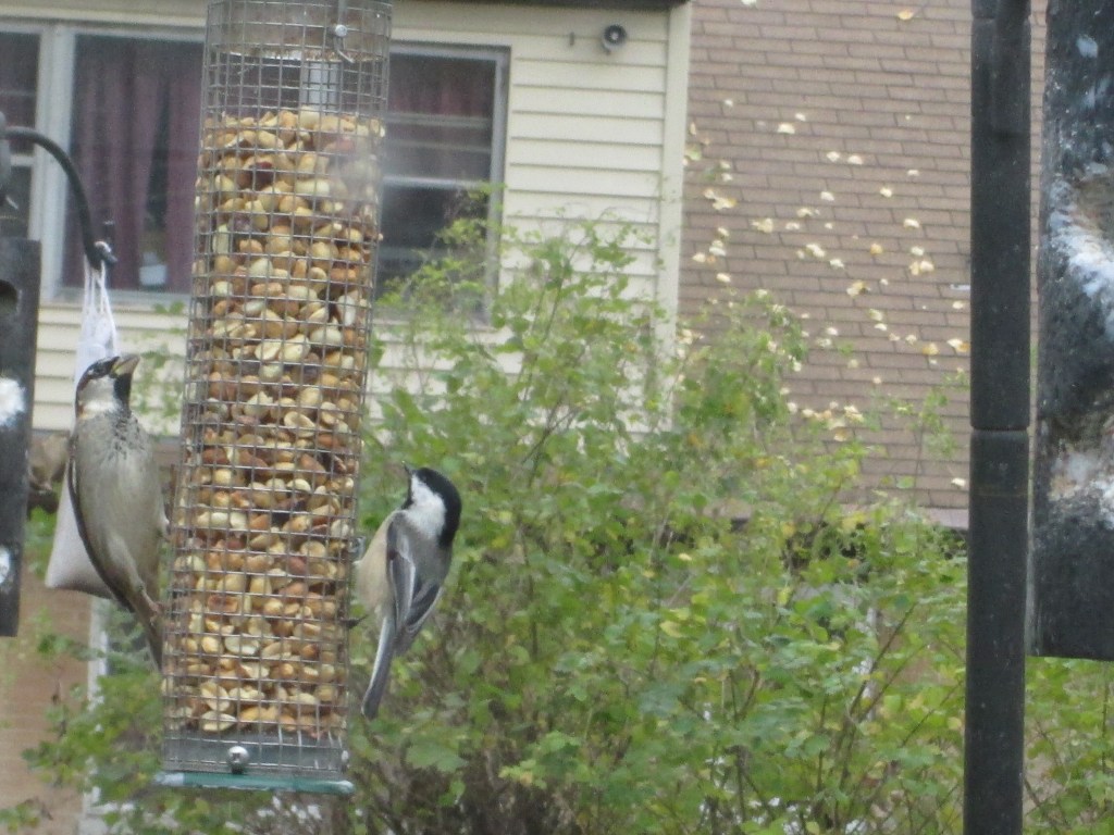 Chickadee (right) and English sparrow (left) at peanut feeder.