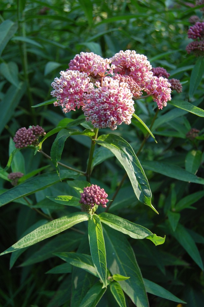 Swamp milkweed grows to about 5' and needs staking.