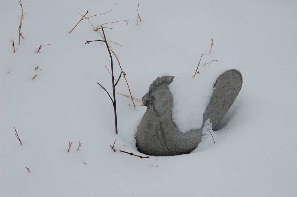 Carl the Concrete Chicken after the March 1 snowstorm.
