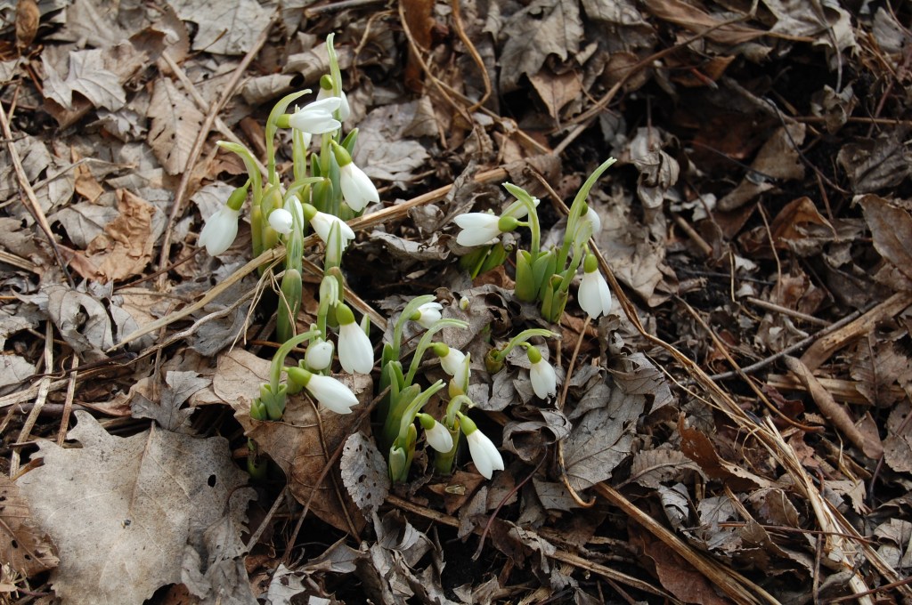 Snowdrops emerge from the frozen ground.
