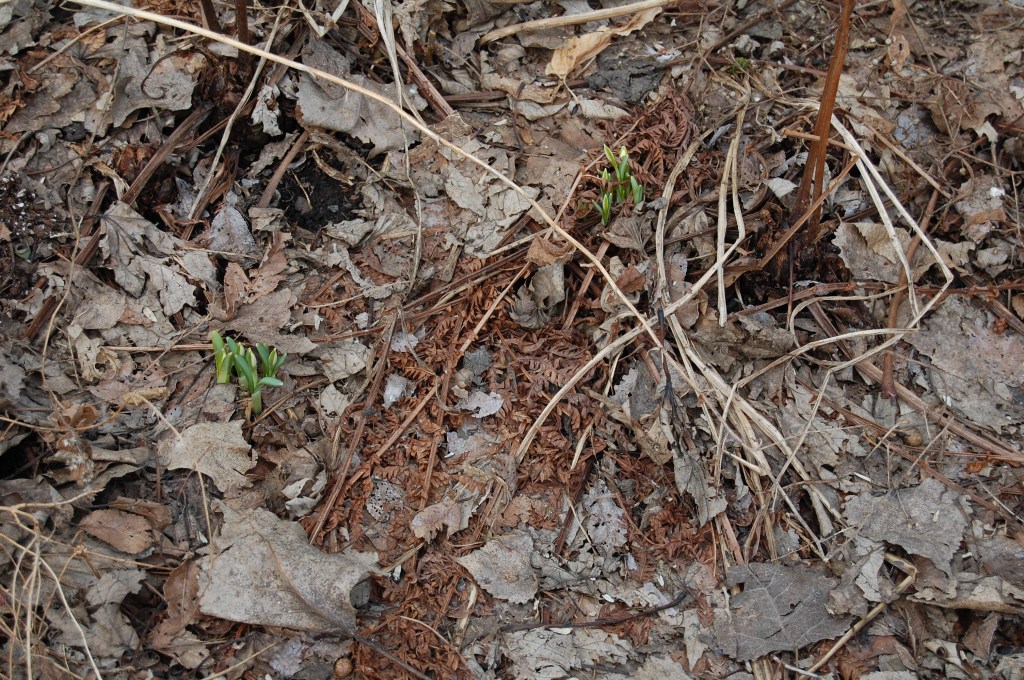 Newly emerged snowdrops.