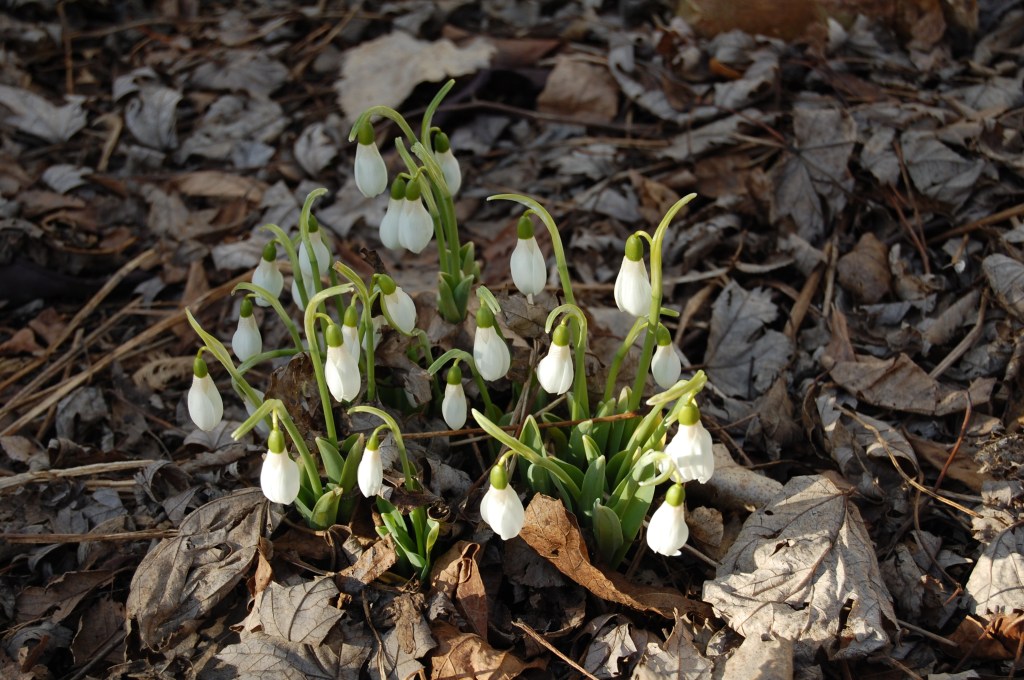 Snowdrops in bloom.
