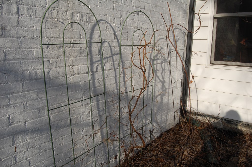 Trumpet honeysuckle after pruning. I know some people just cut it to the ground, but I'd hate to do that. Judy's shadow is in the lower right corner.