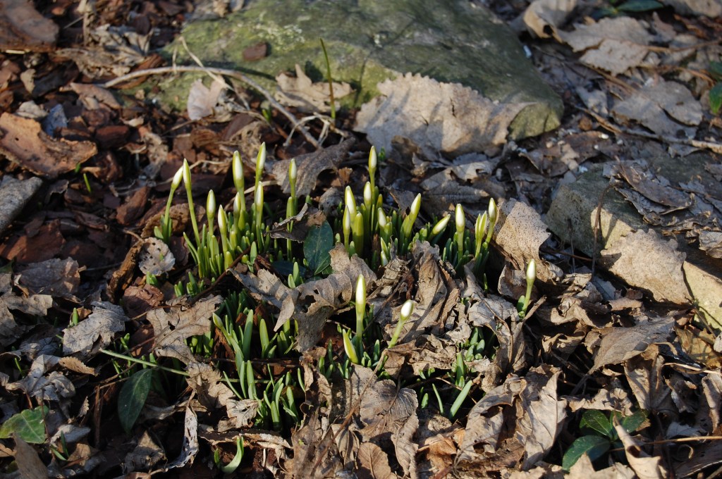 You can see the beginnings of the flowers, but these are not quite ready to bloom.