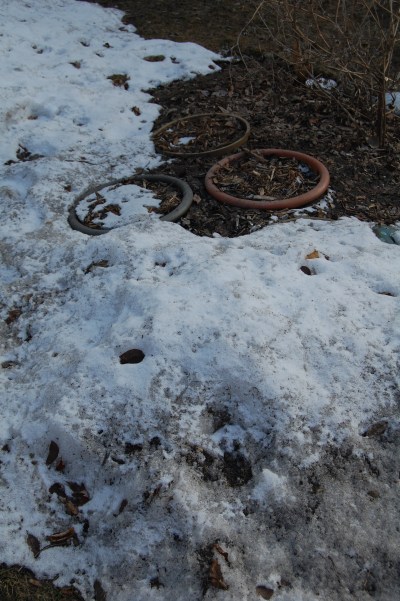 These are the containers planted with tulips that I buried last fall. Some are still covered by a couple of inches of snow.