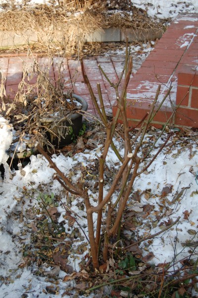 'Cassie' after pruning.