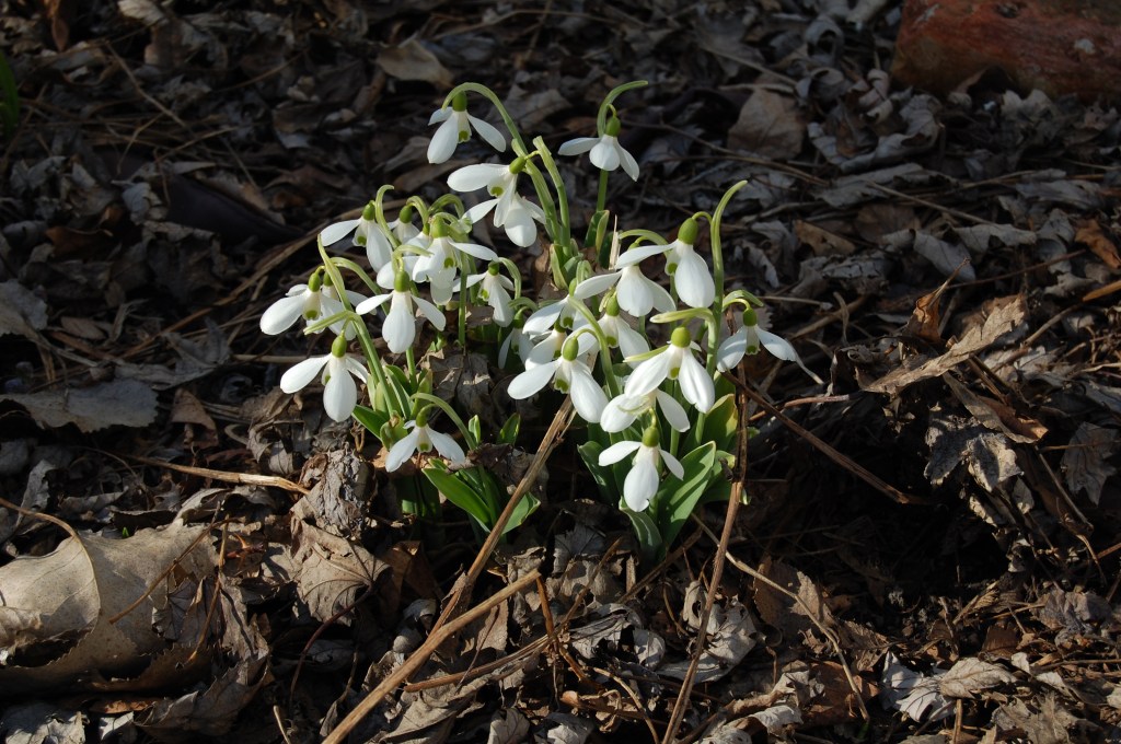 Snowdrops