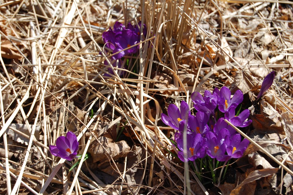 Crocus blooming on March 4, 2012