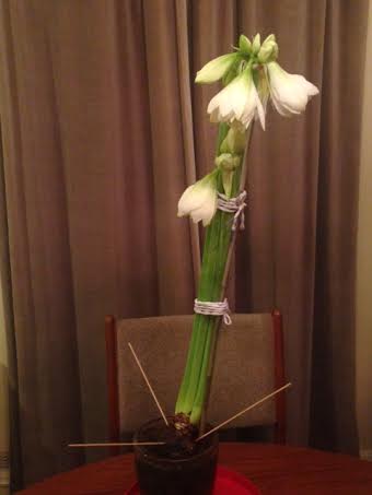 amaryllis hostage