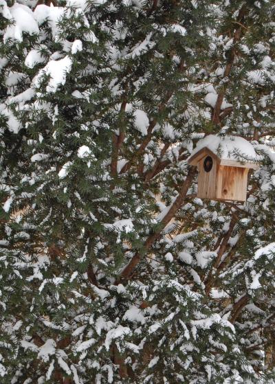 Now that the snow is going I can admit it can look good when newly fallen.