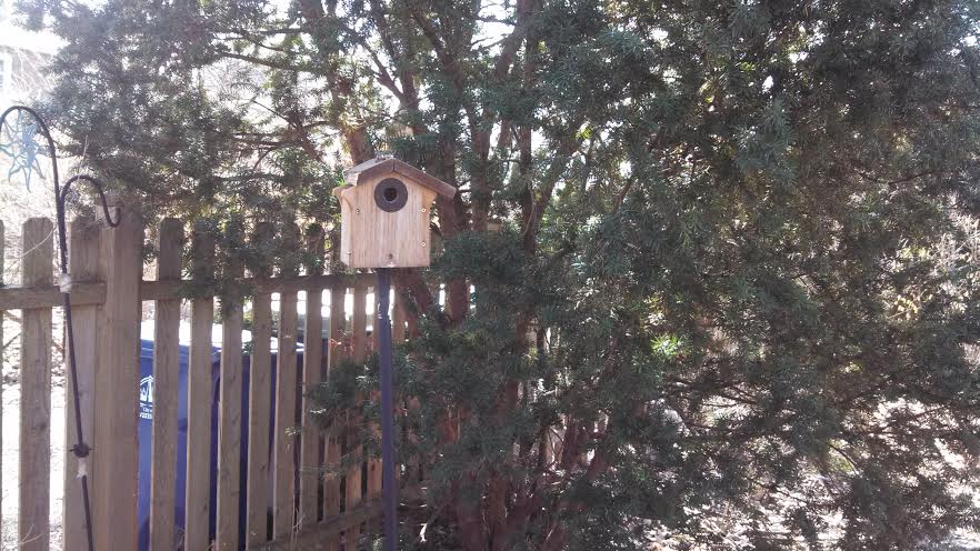 My chickadee house, now on a pole. Oh, and I did fix the roof.