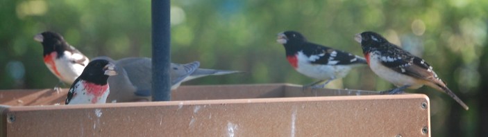 A Rose Breasted Grosbeak party on the platform feeder.