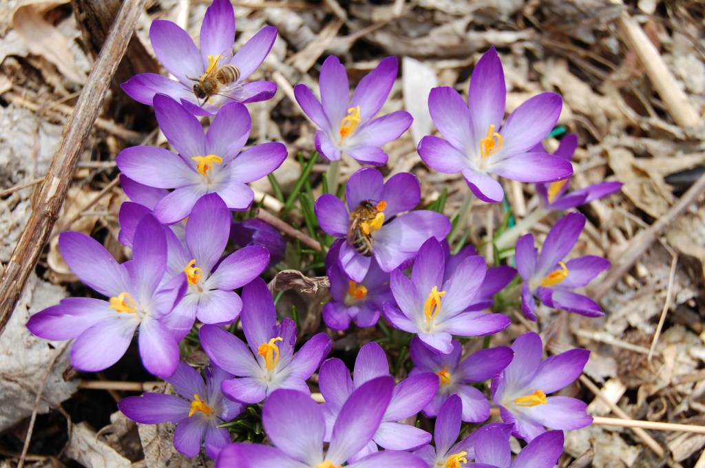 2014-04-06 13.15.42 crocus and honeybees
