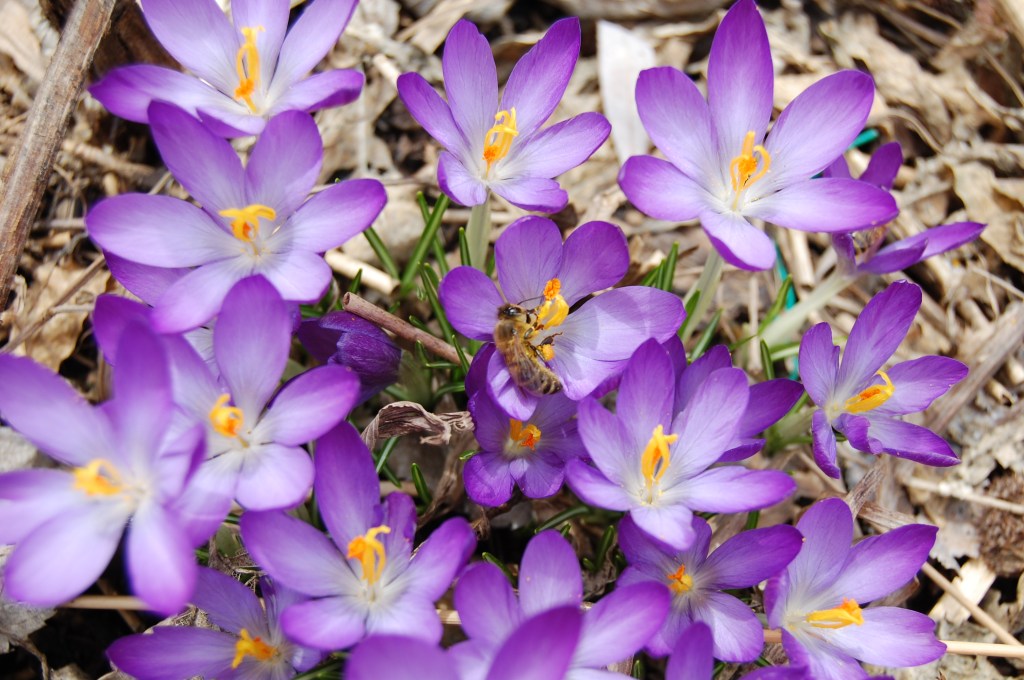 Tommy crocus and  bees