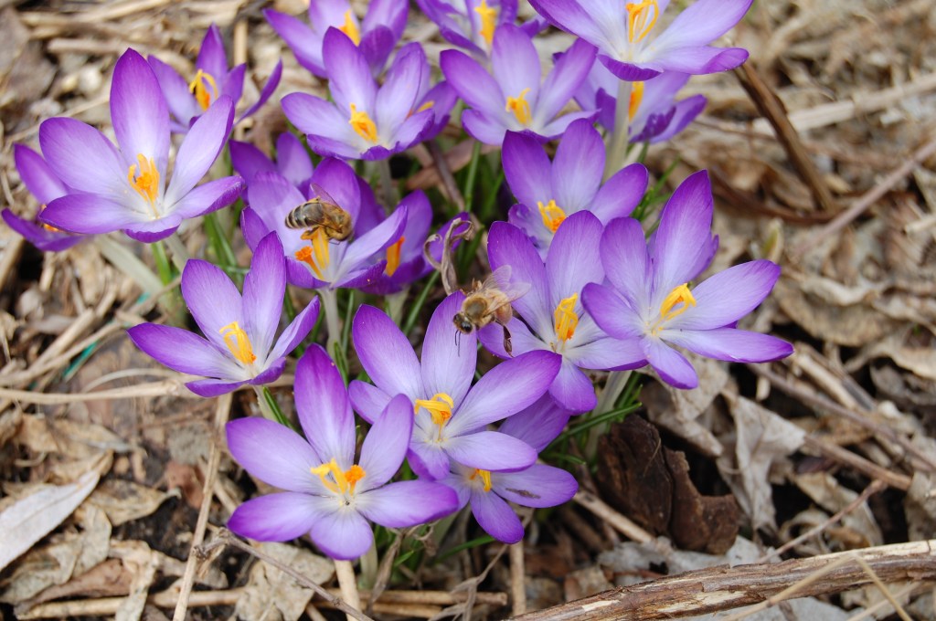 Tommy crocus and honeybees