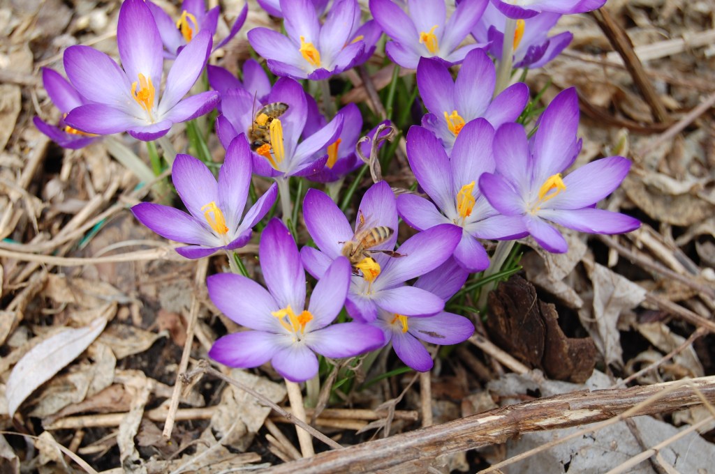 2014-04-06 13.18.02 tommy crocus and bees