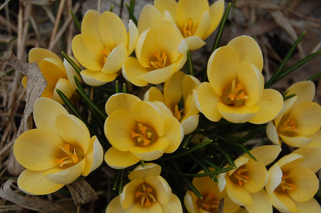 Clump of yellow crocus.