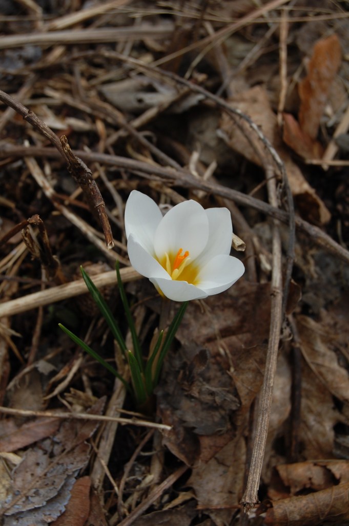 White spring crocus.