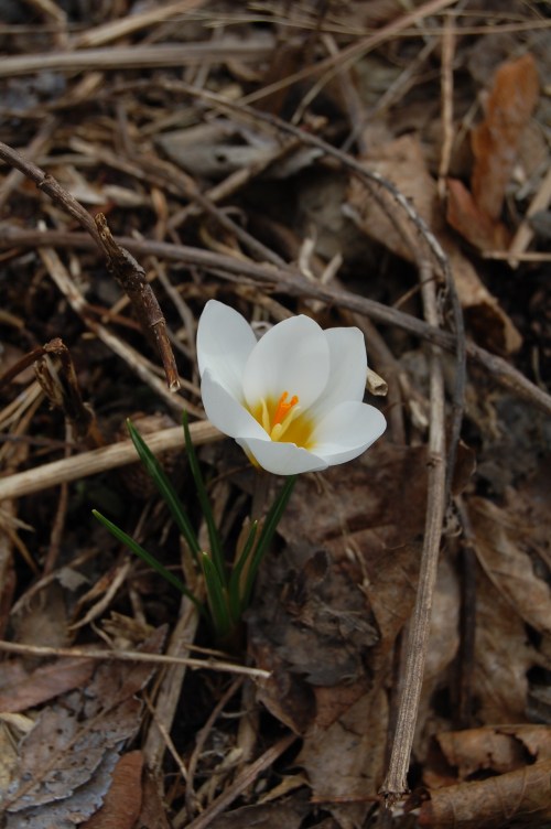 Crocus vernus