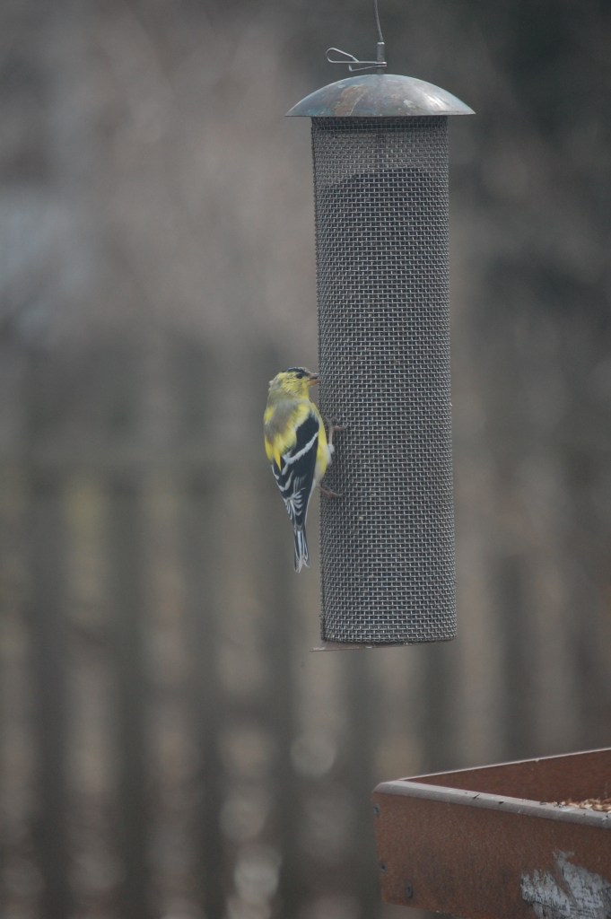 This male goldfinch at our nyjer feeder is going through his spring molt, exchanging his dull winter feathers for bright breeding plumage.