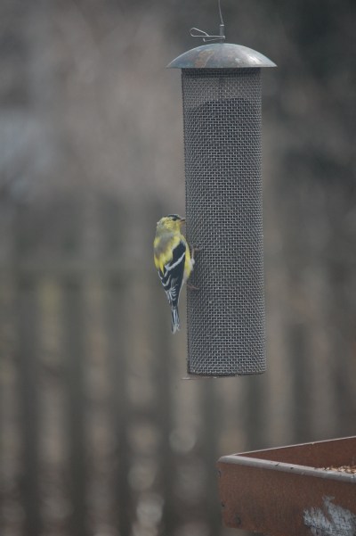Molting male American Goldfinch.