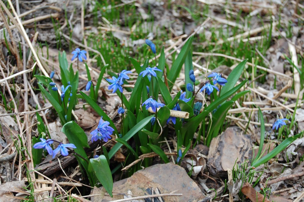 Siberian squill.